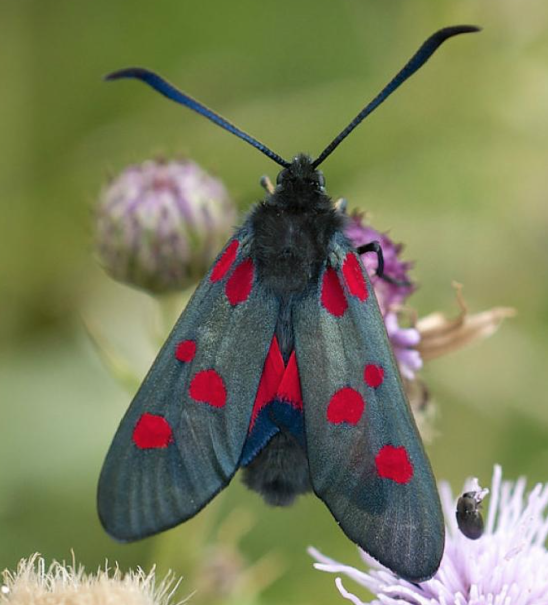 Пестрянка Клеверная бабочка