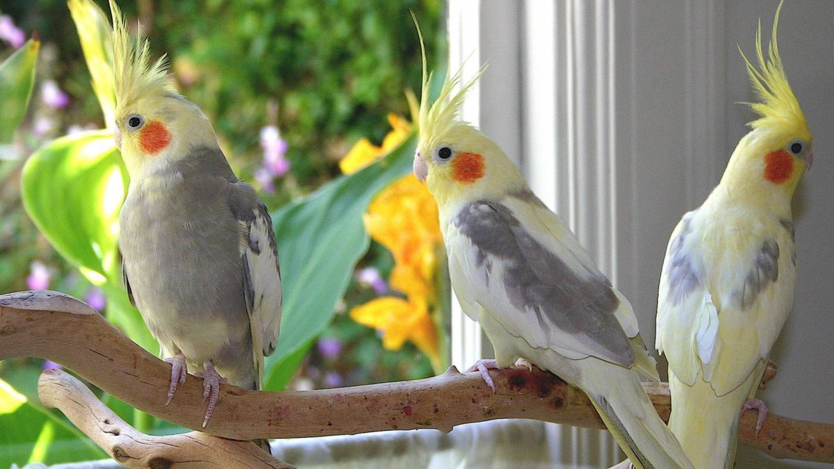 Попугай корелла белый