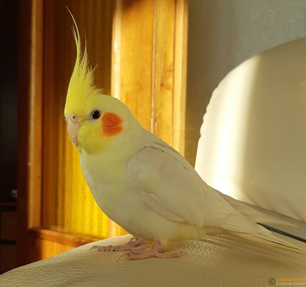 Попугай корелла красный