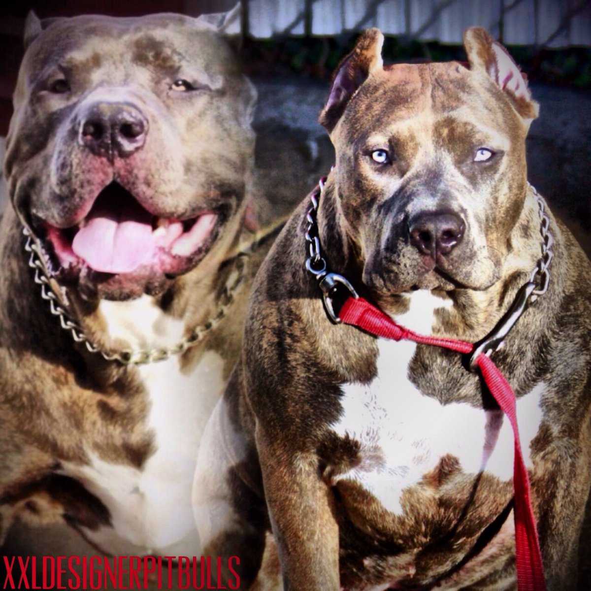 Американский питбуль