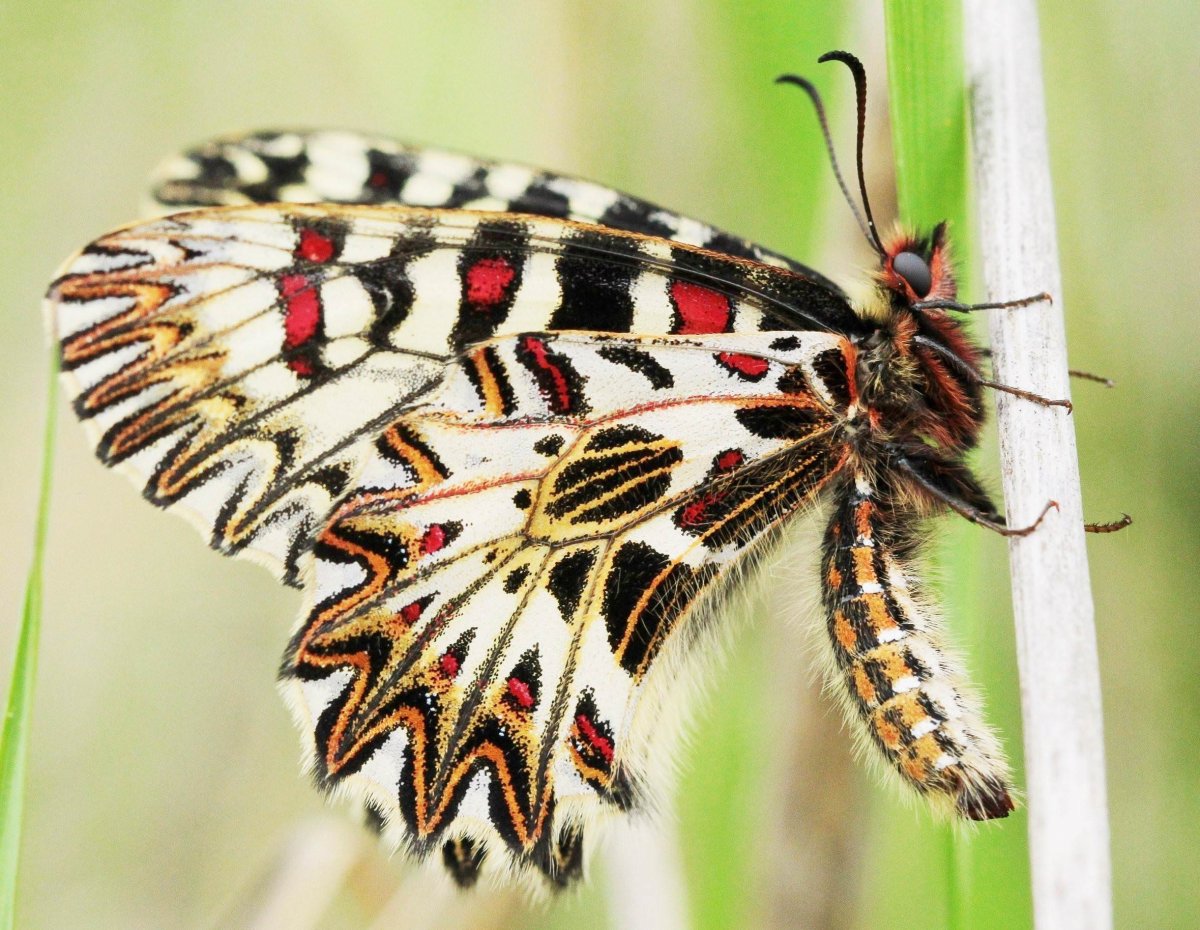 Бабочки ярославской области