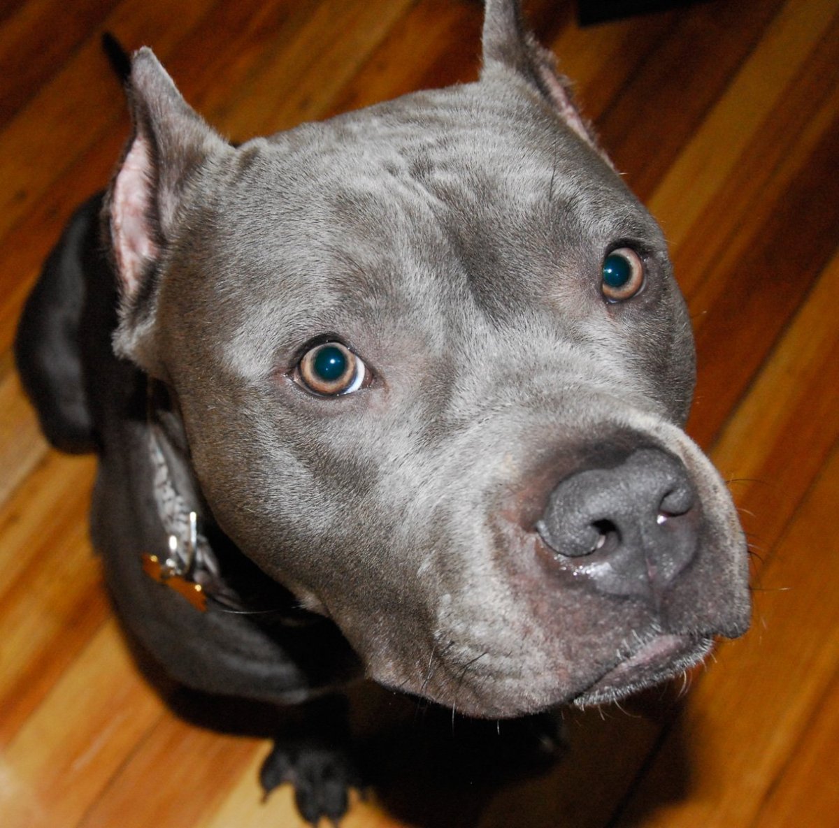 Питбультерьер оскал