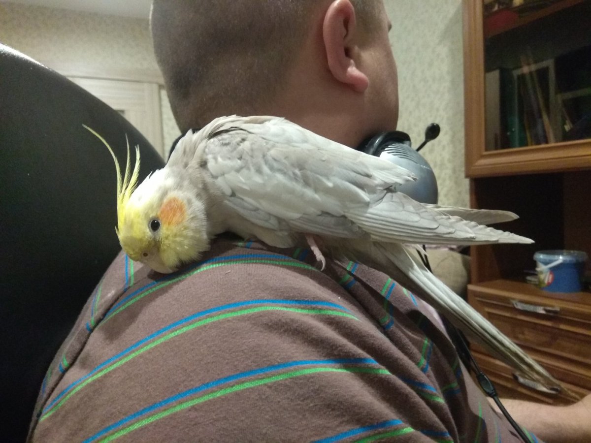 Референсы попугая корелла