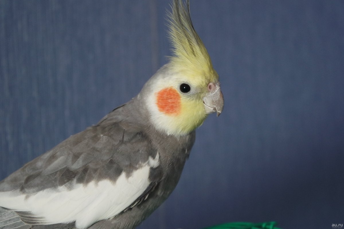 Попугай корелла мальчик