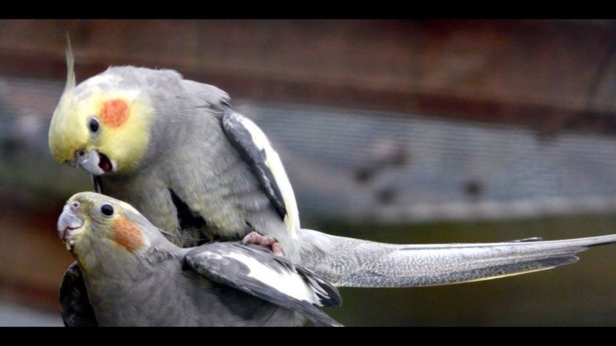 Попугай корелла фото