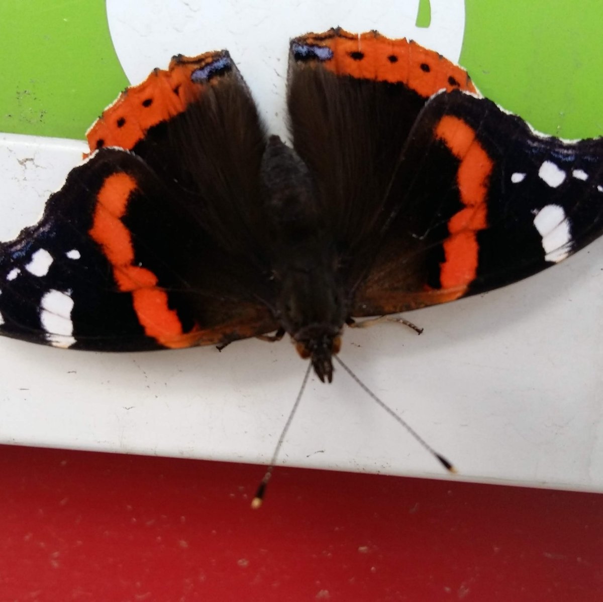 Бабочки Ярославской области