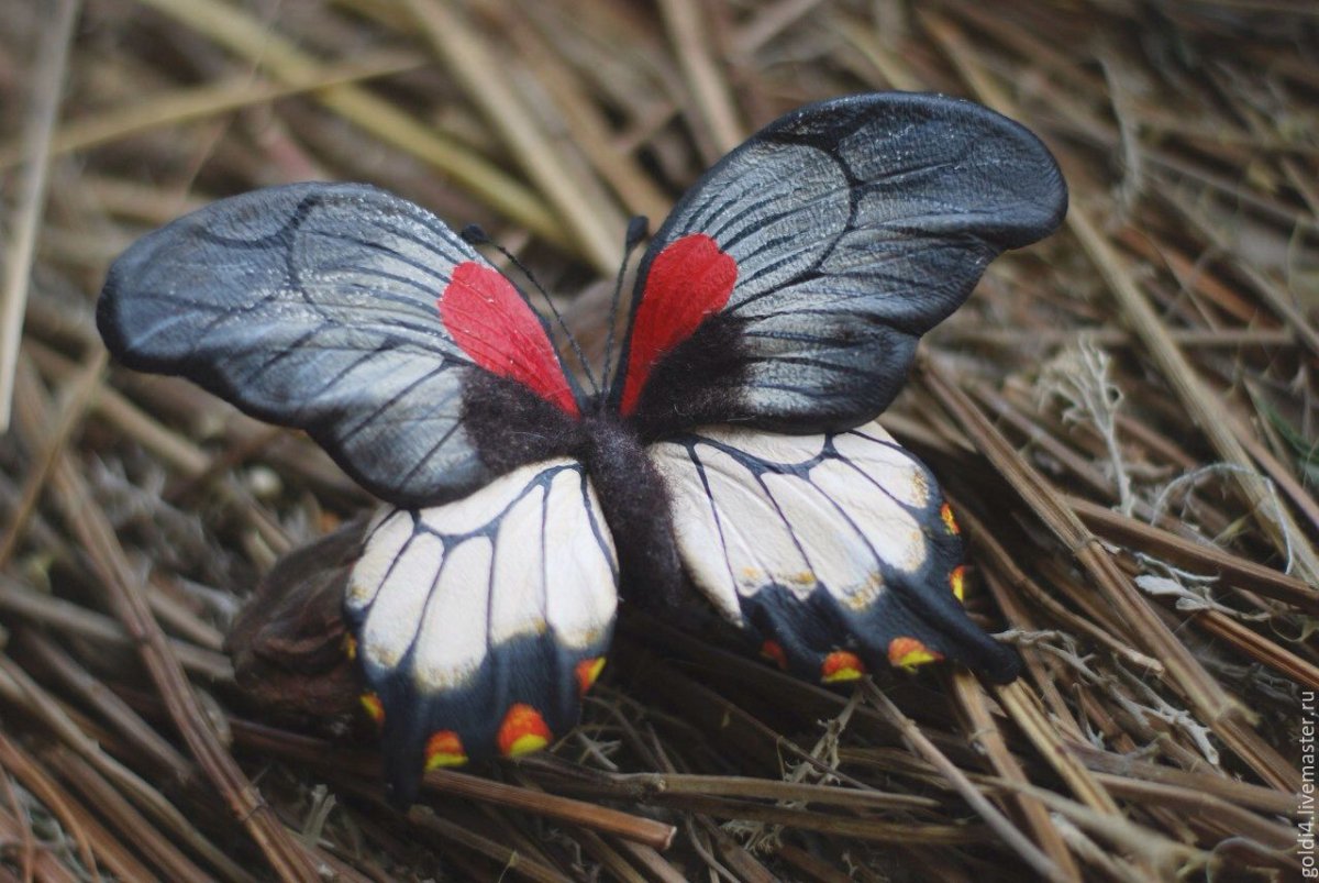 M Aurelia бабочка