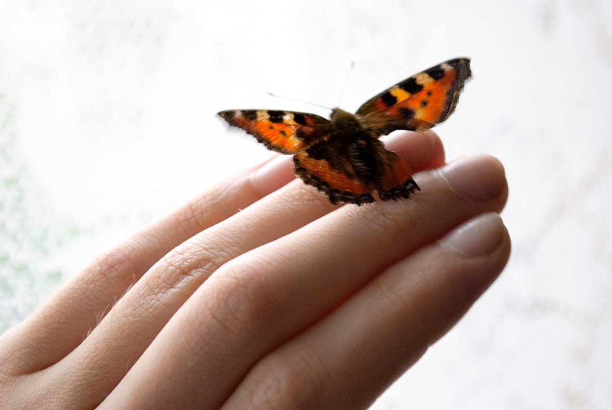 Бабочка с поврежденным крылом