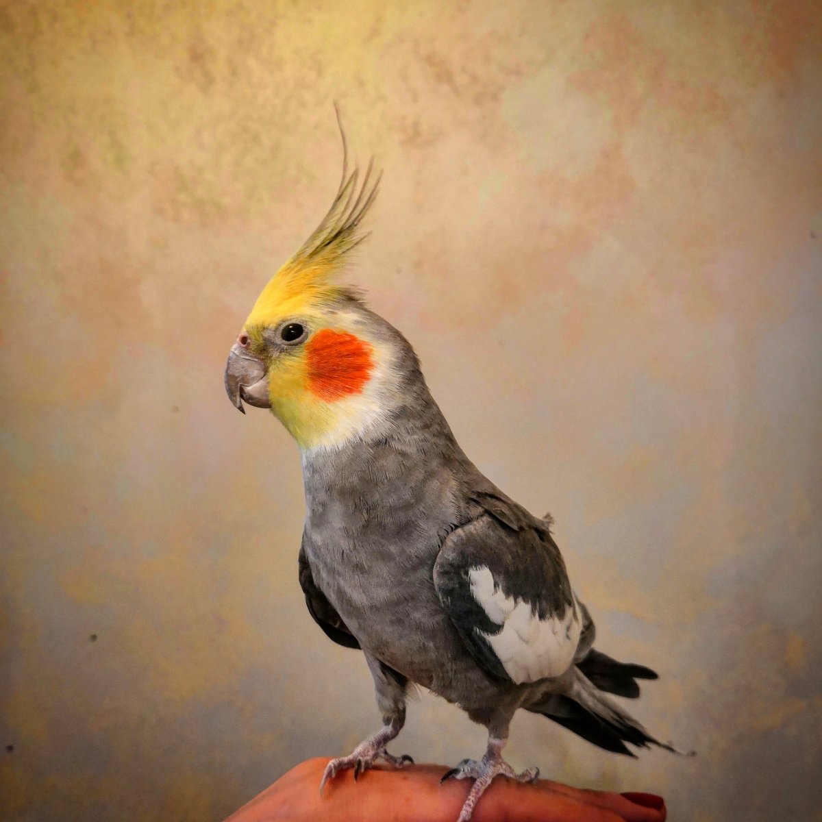 Корелла желтый