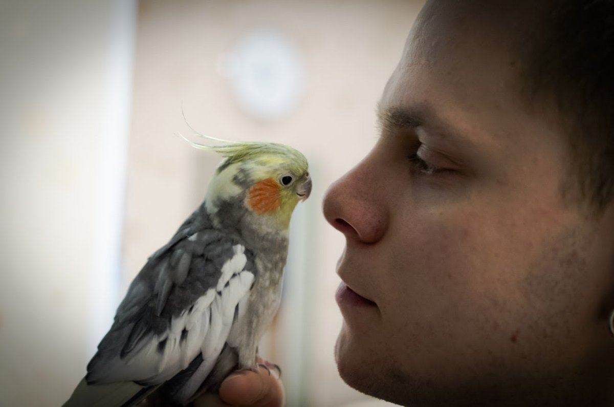 Корелла попугай расцветки