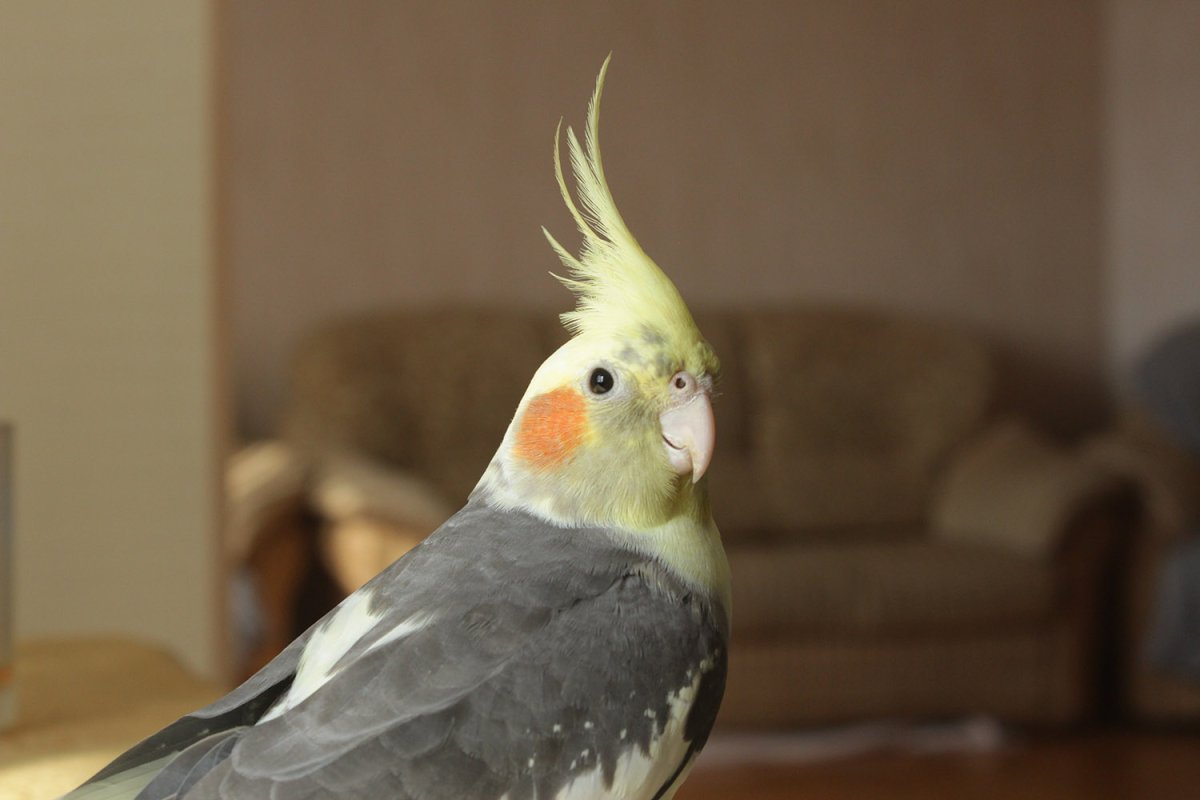 Попугай корелла