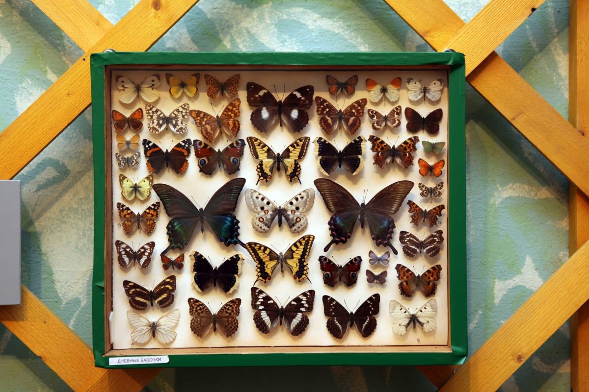 Музей бабочек в Ярославле