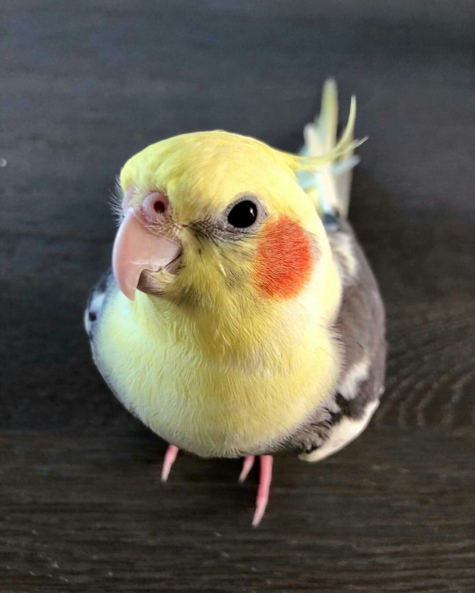 Яйца попугая корелла