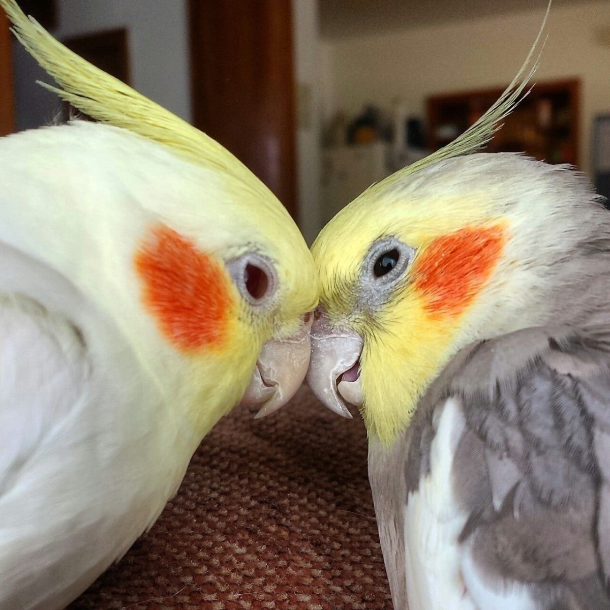 Говорящий попугай корелла