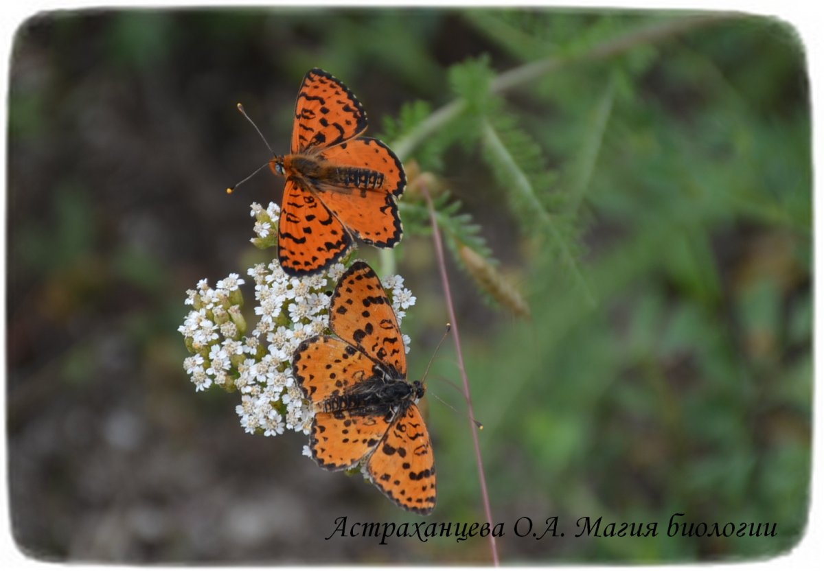 Шашечница Дидима