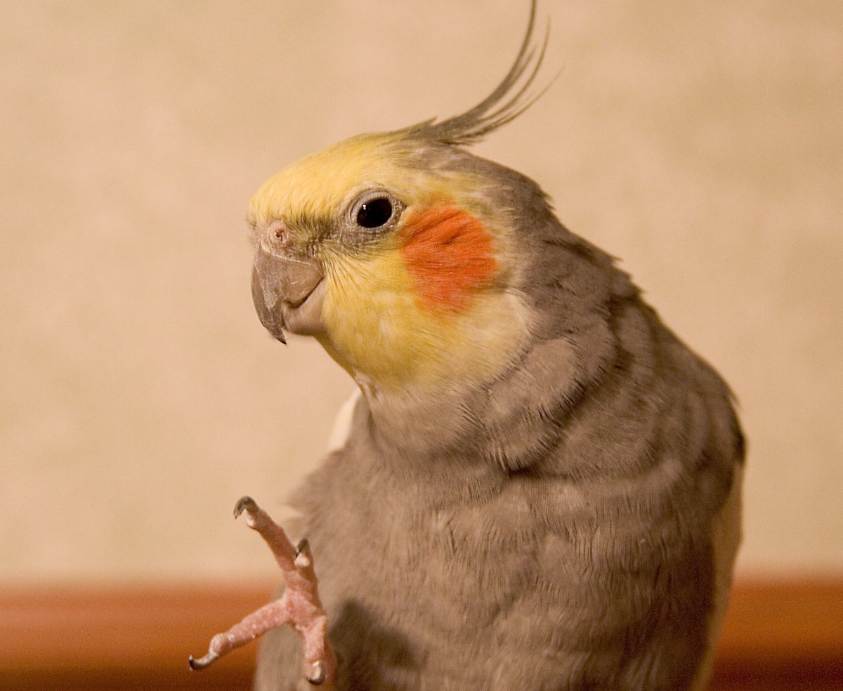 Попугай корелла мраморный