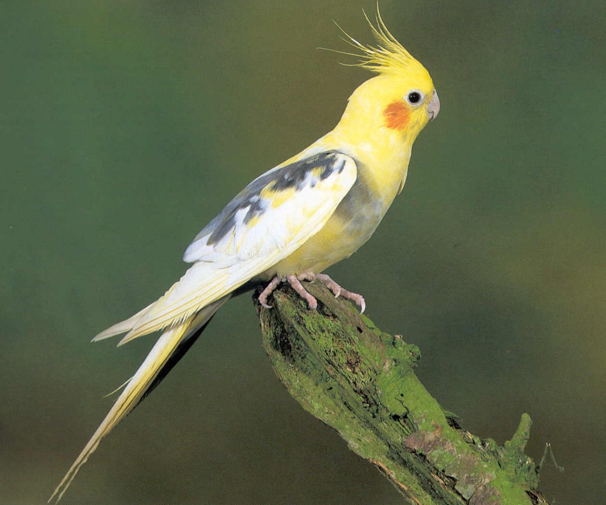 Какаду и корелла