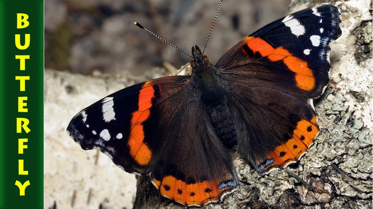 Vanessa Atalanta бабочка
