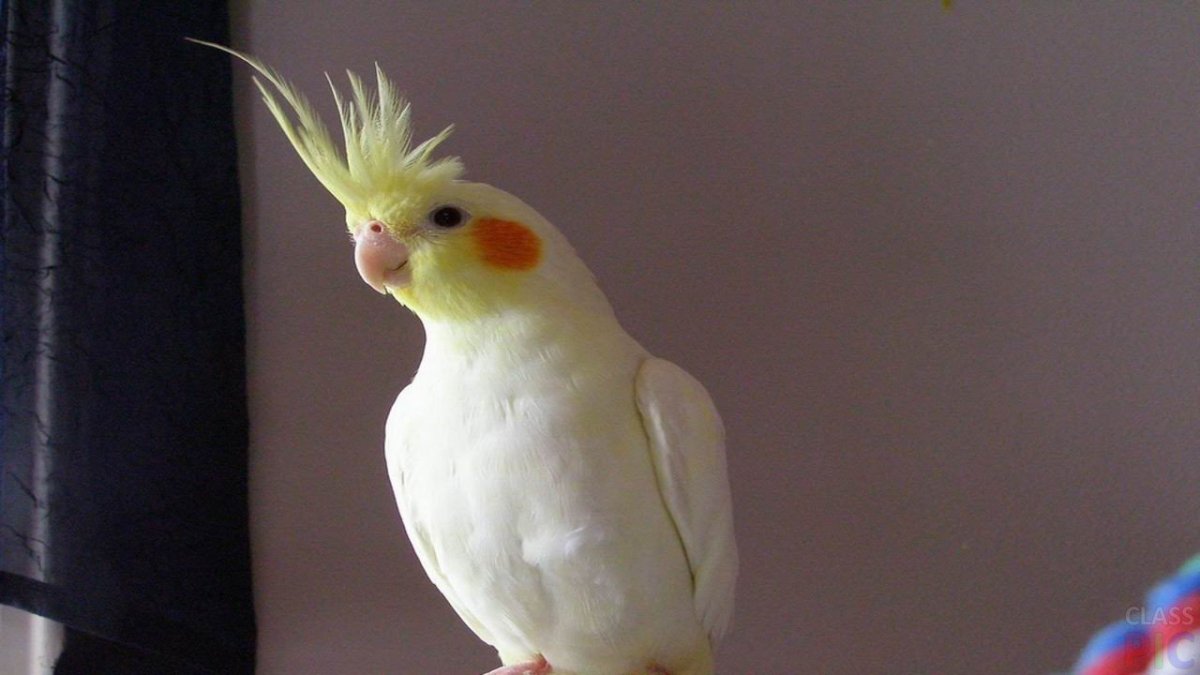 Милые попугаи корелла