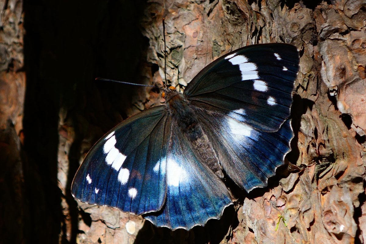 Радужница Шренка