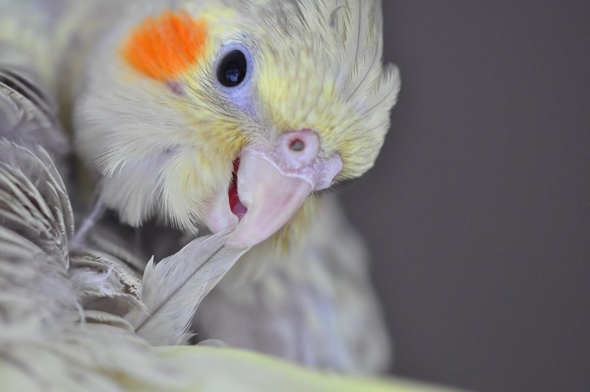 Природный окрас кореллы самца