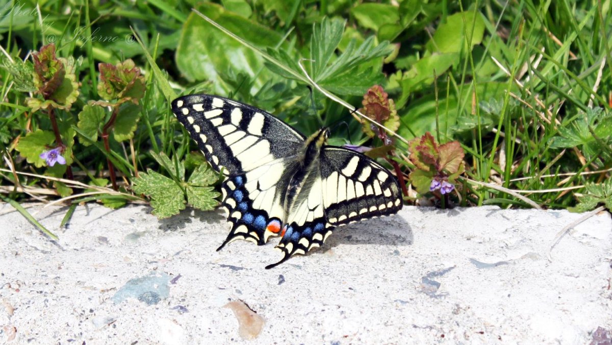 Сибирские бабочки фотография