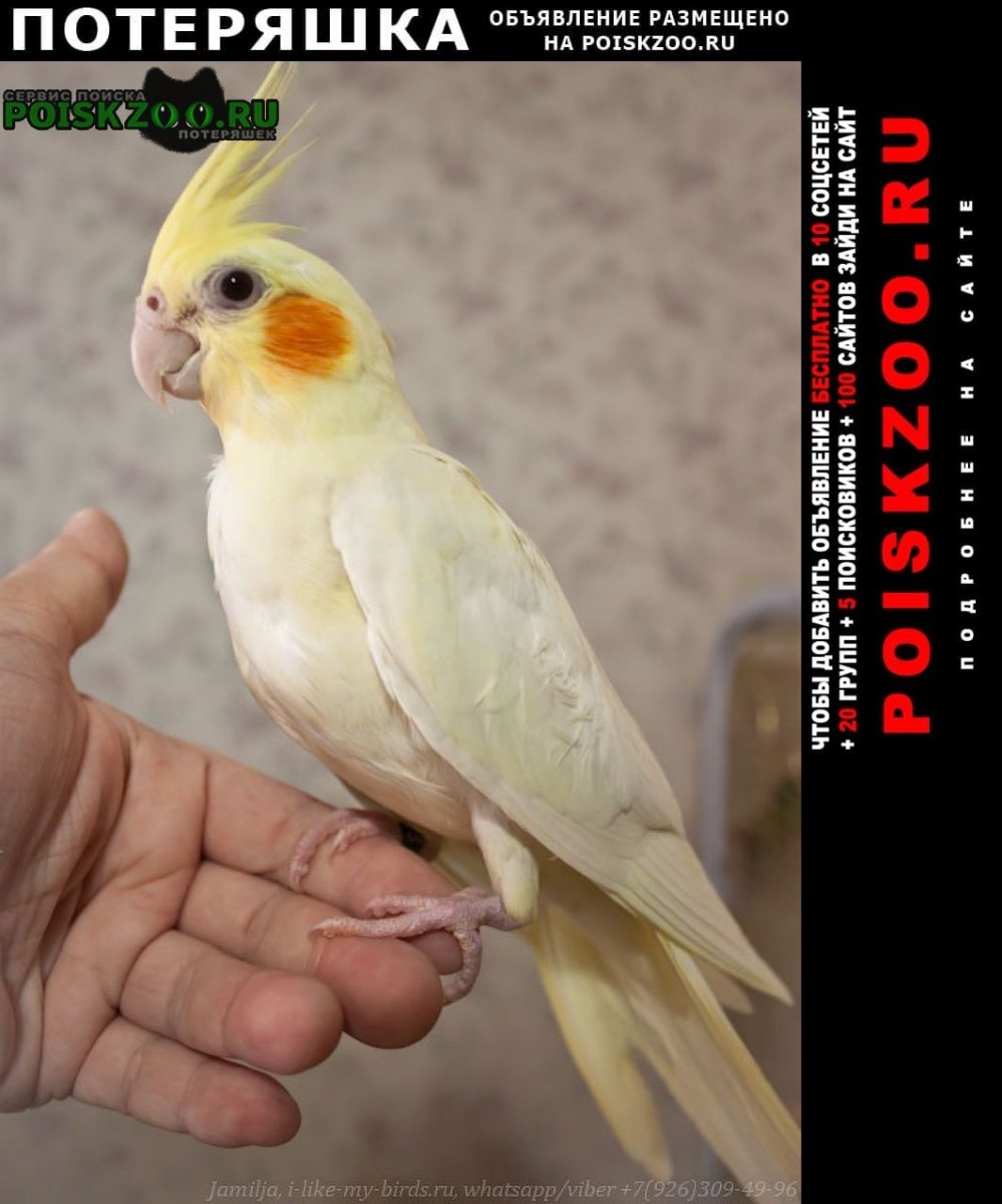 Милые попугаи кореллы