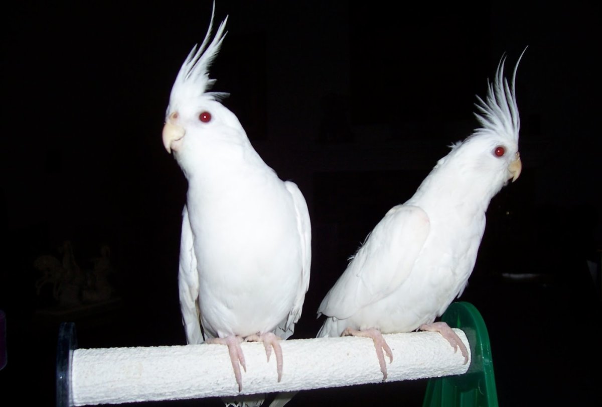 Попугай корелла