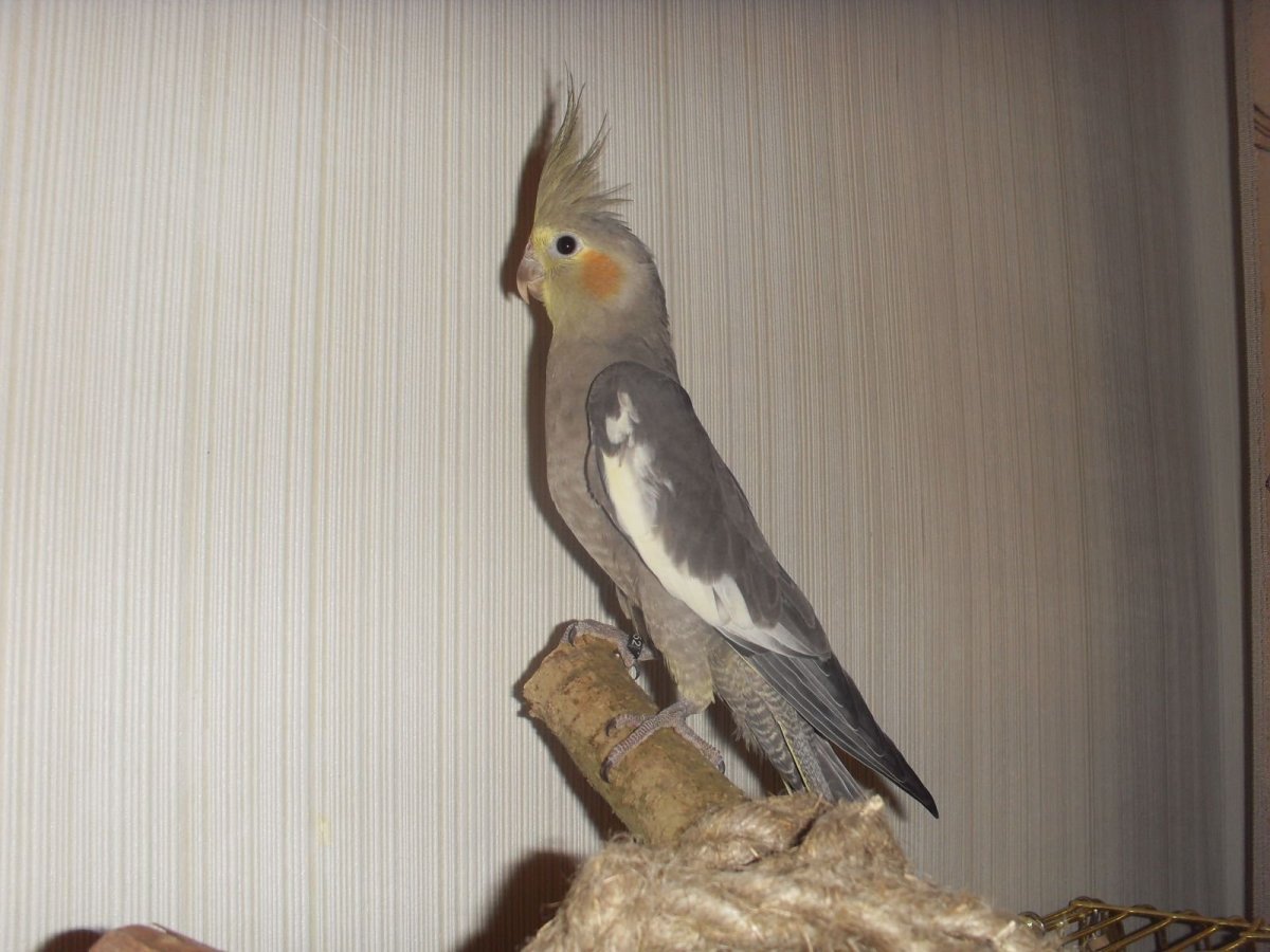 Домашний попугай корелла