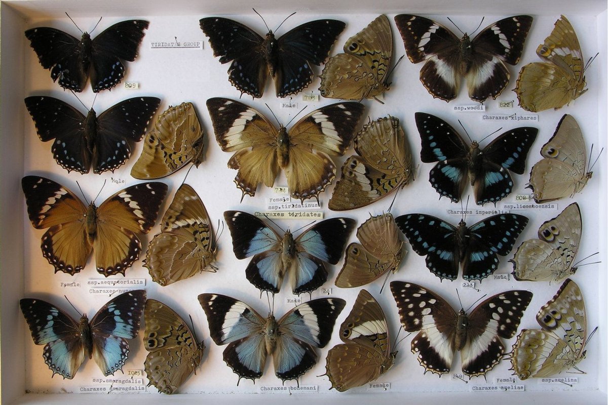 Коллекция бабочек Сергея Клокова