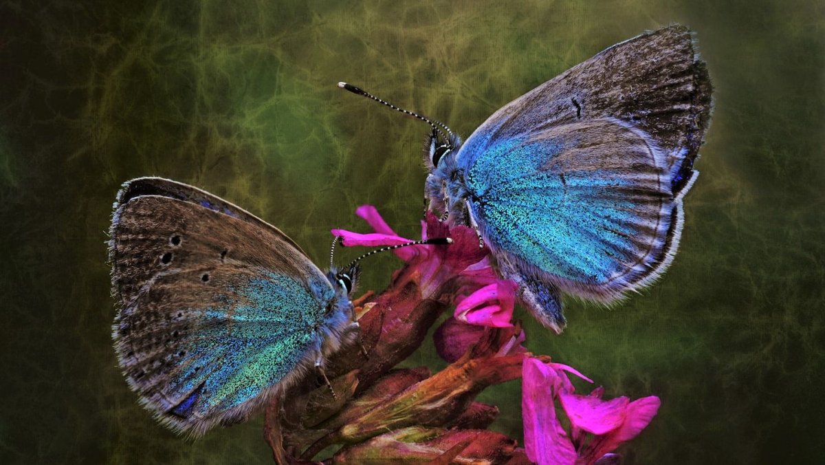 Заставки на рабочий стол пара бабочек