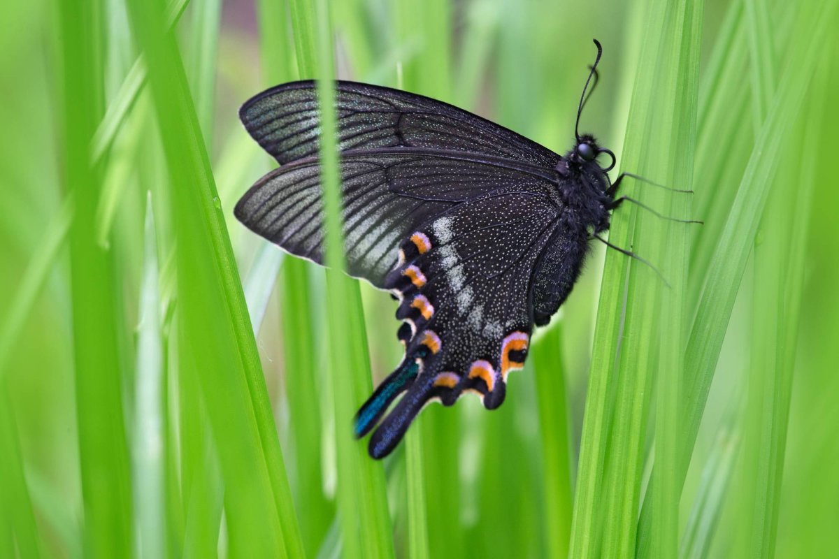 Бабочка Махаон Аполлон