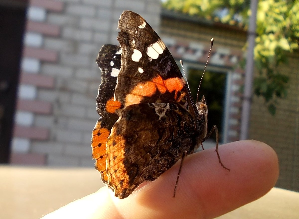 Поймать бабочку