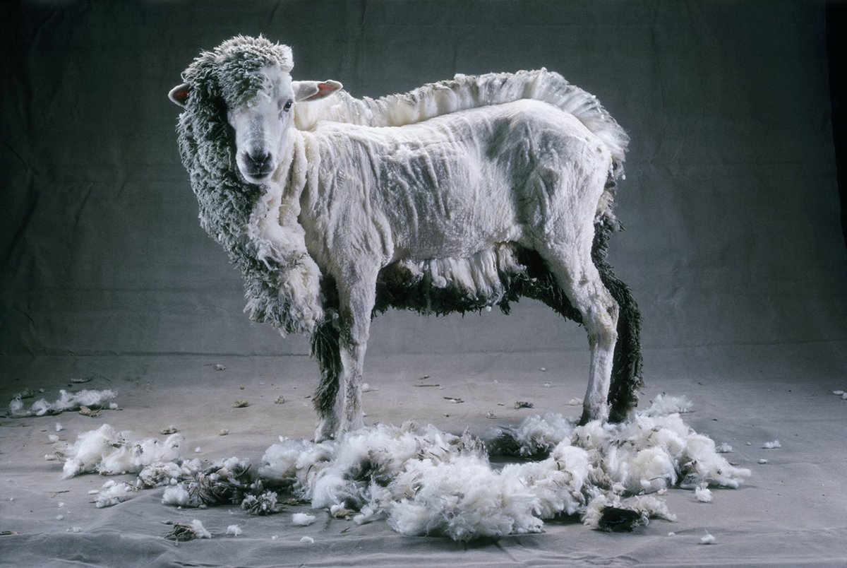 Пастырь и овцы