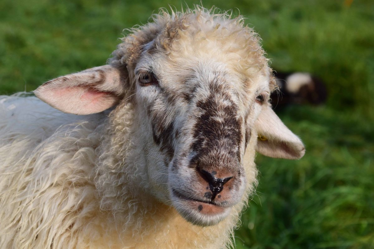 Каракульская порода овец Тонина шерсти