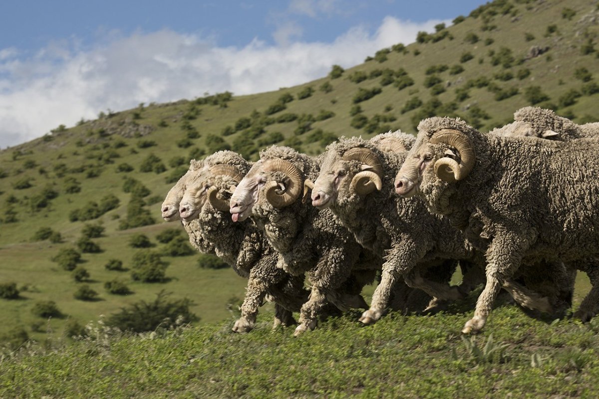 Gift of Kings loro Piana