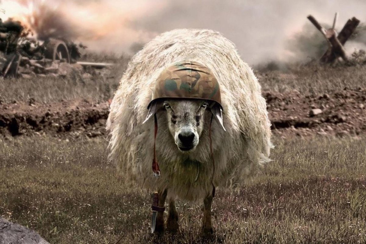 Ну ты и овца