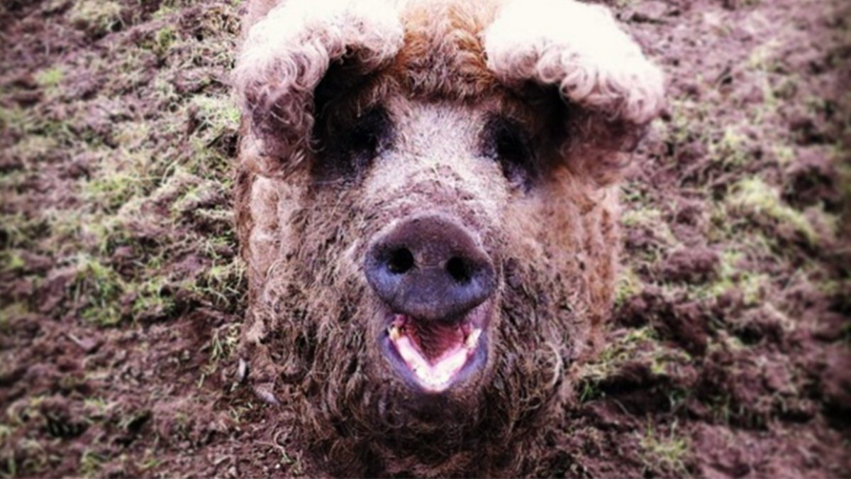 Мохнатый Свин