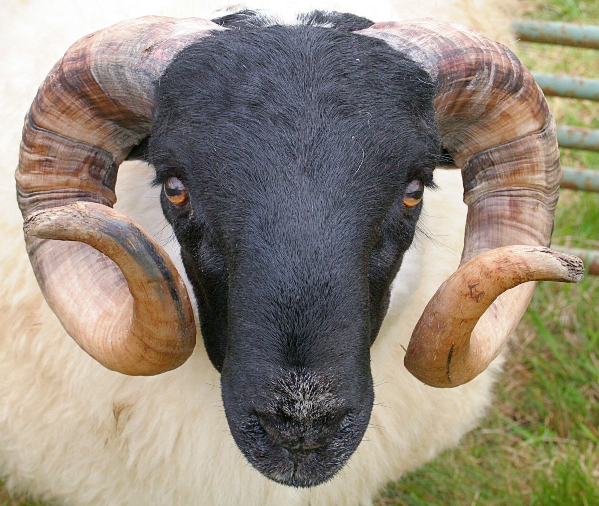 Голова барана