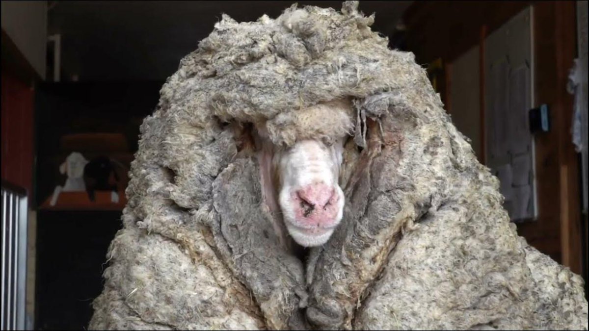 Заросшая овца