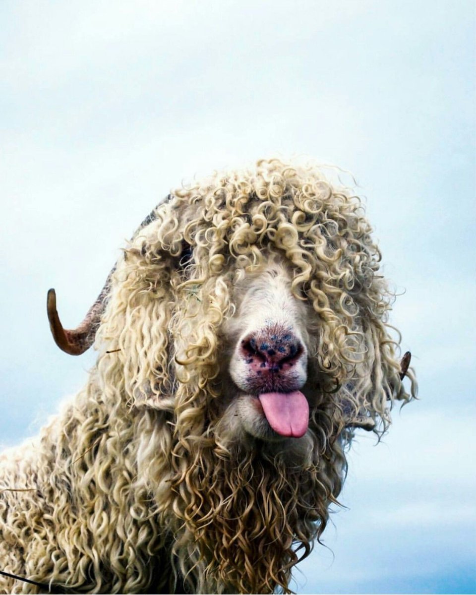 Прикольная овца