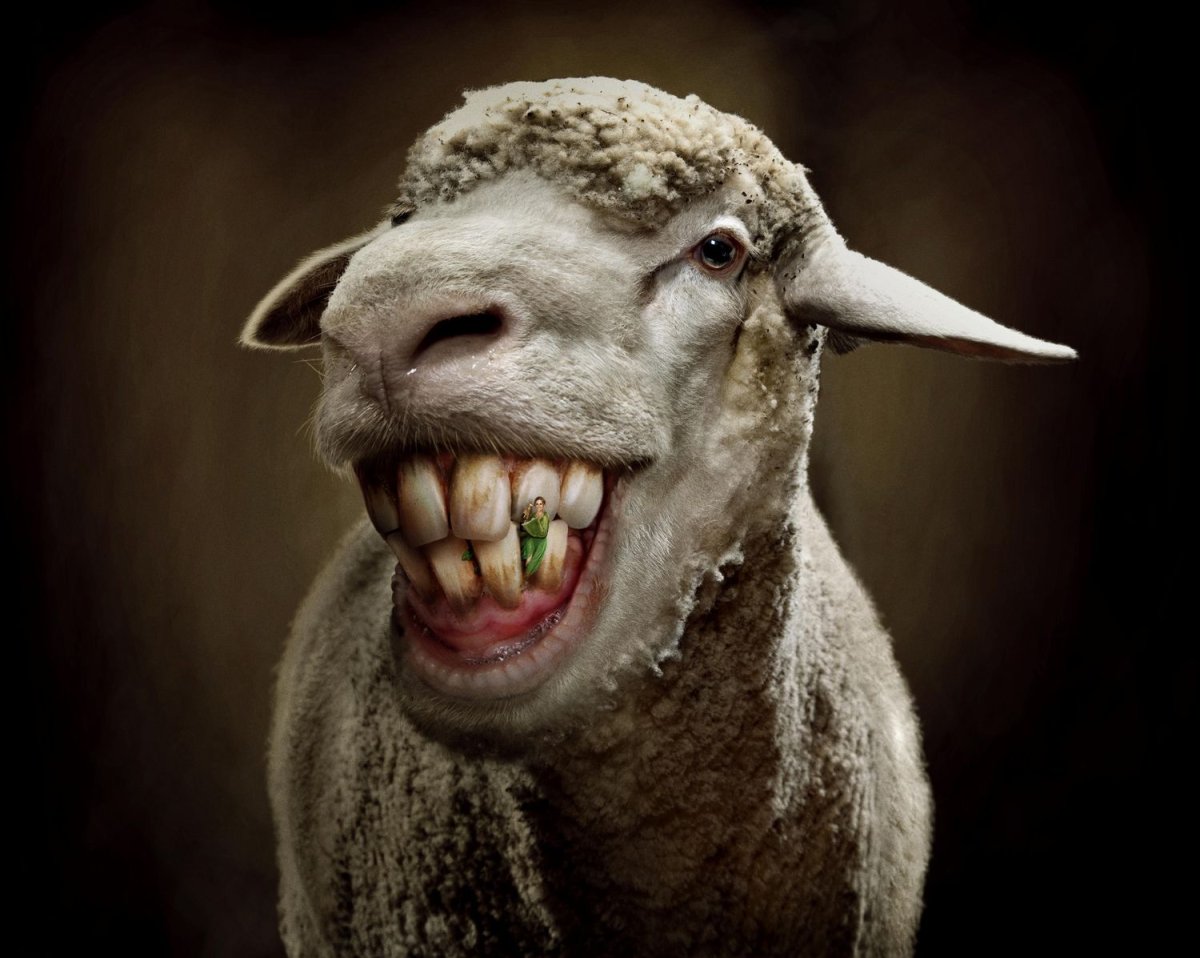 Овечка с рогами