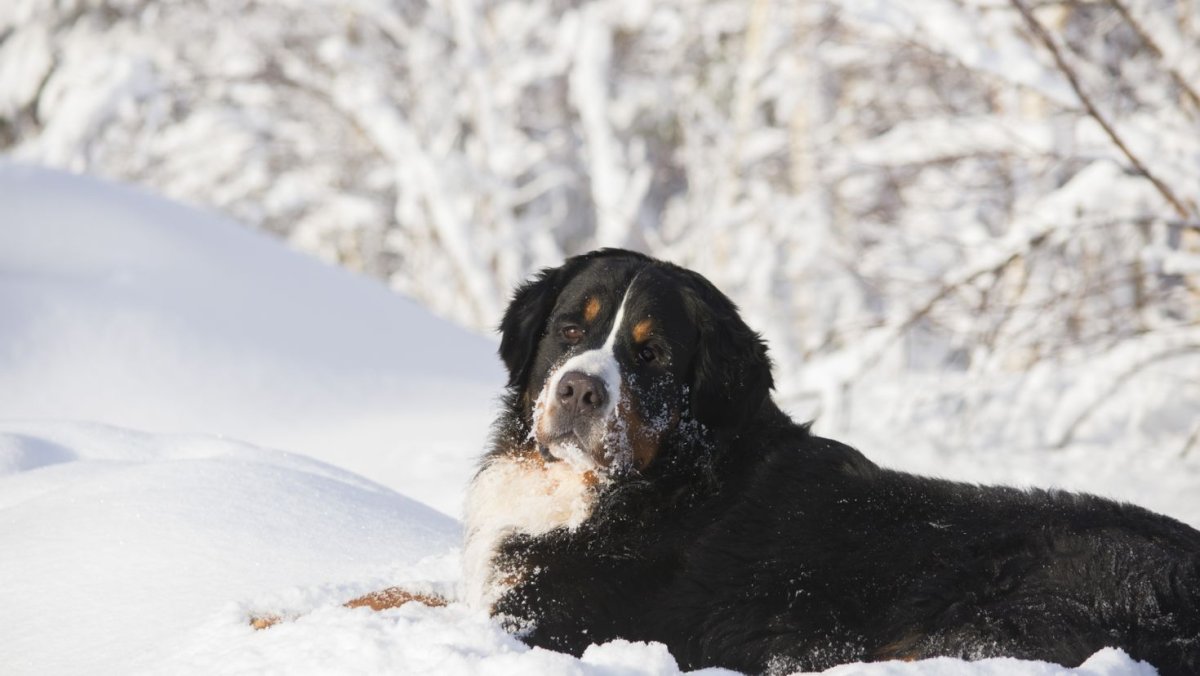Бернский зенненхунд зима