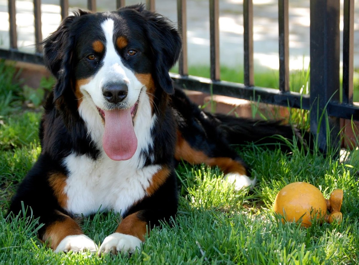 Бернский зенненхунд белый