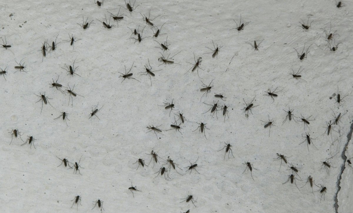Нашествие насекомых. Нашествие комаров в Буэнос Айресе. Насекомые Буэнос Айрес. Нашествие насекомых в Ульяновске. Нашествие насекомых в Тюмени.