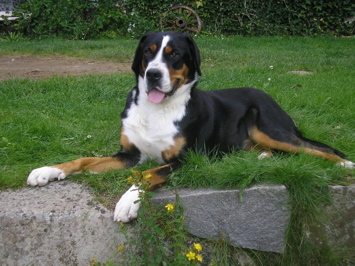 Большой швейцарский зенненхунд / great Swiss Mountain Dog (58) к