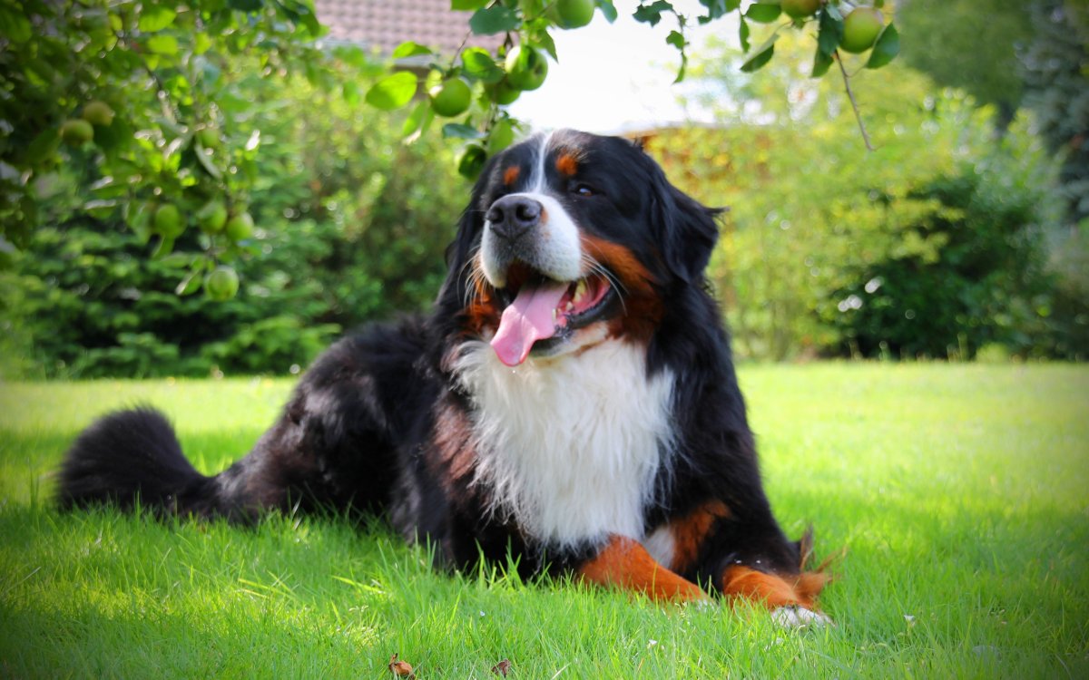 Зенненхунд Аппенцеллер длинношерстный