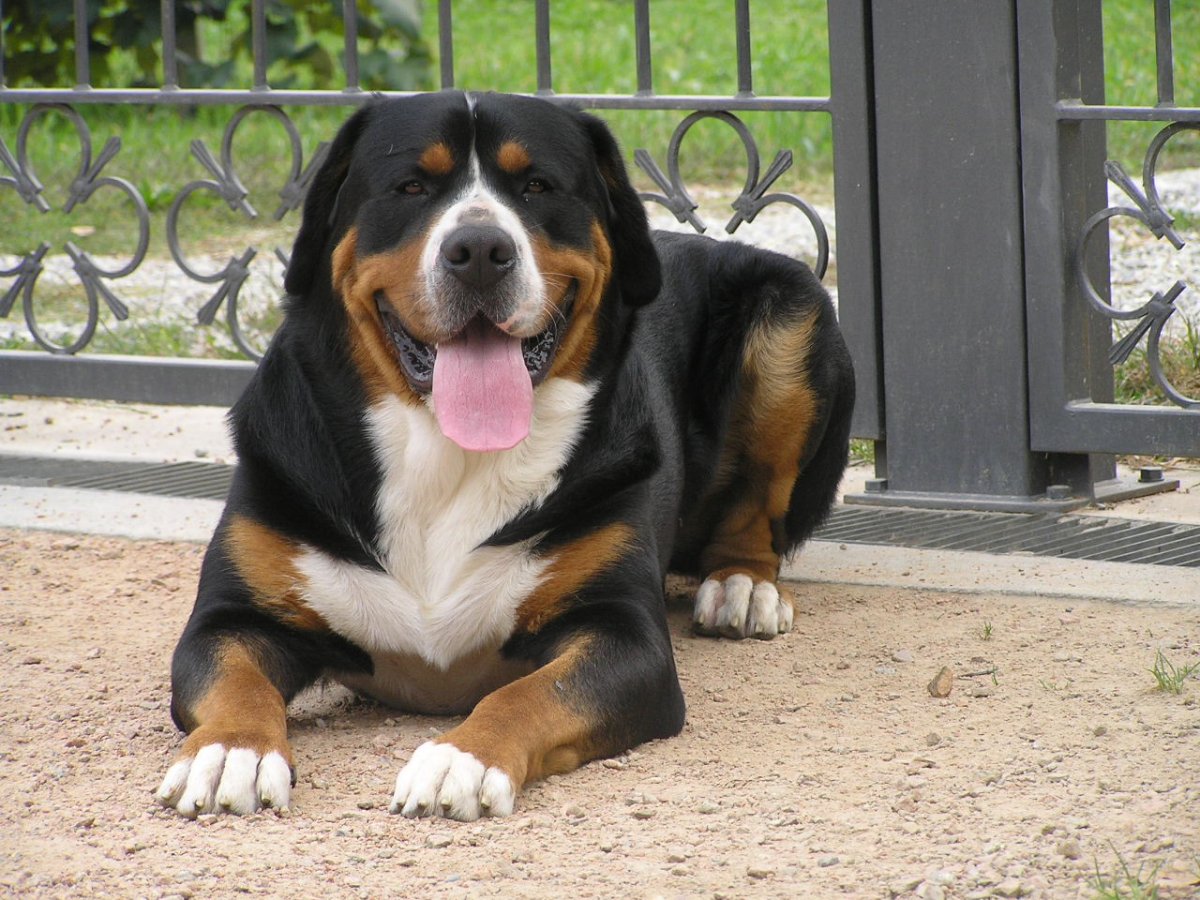 Пастушья собака зенненхунд