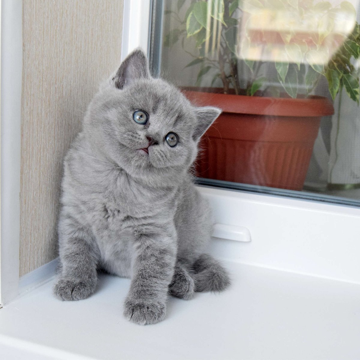 Серый котенок британец 1 месяц