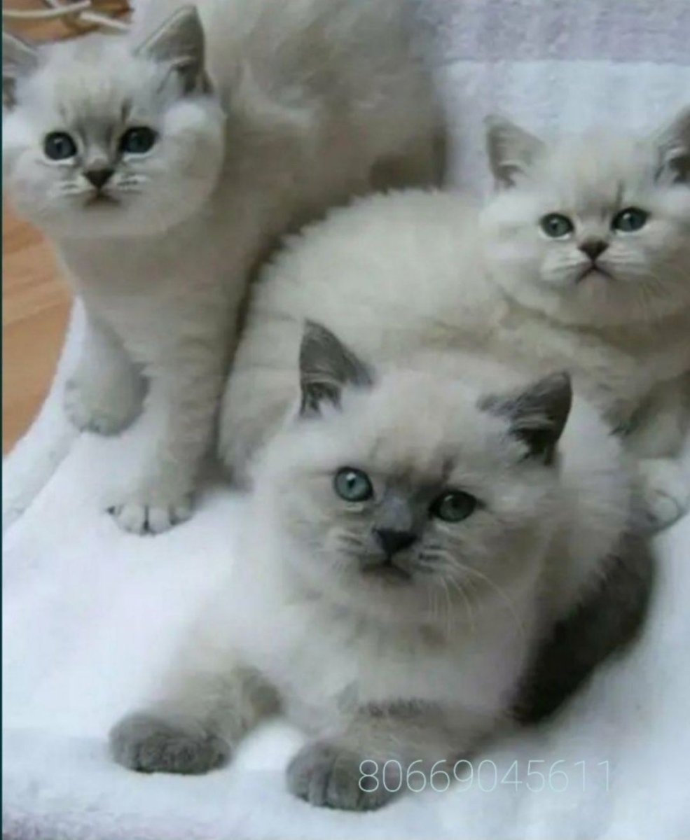 Мраморный Мэнкс табби